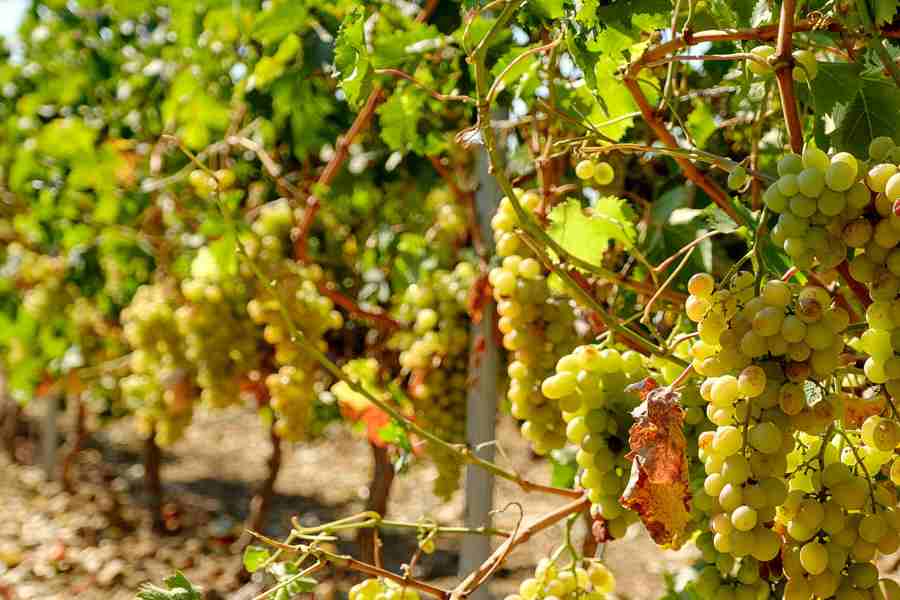 bodega Bodega Viña de la Torre