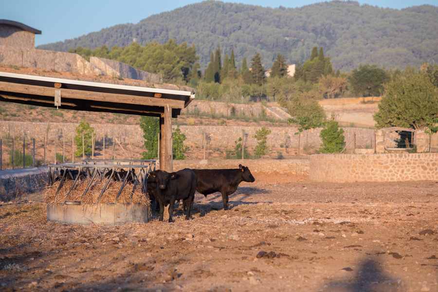 bodega Bodegas Son Mayol