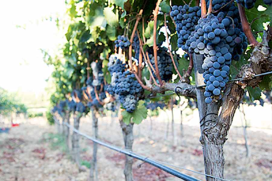 bodega Bodegas Son Mayol