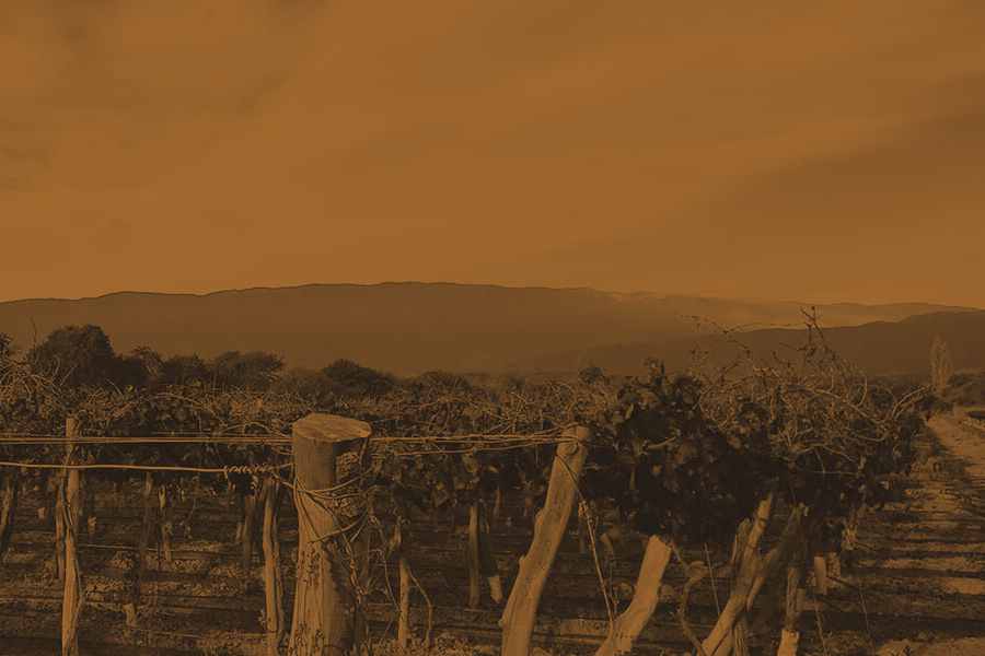 bodega Bodega Puesto del Marqués - Santa María